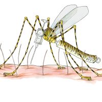 Tiger mosquito